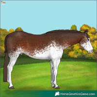 Horse Color:White Spotted Liver Chestnut