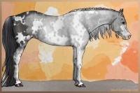 Horse Color:White Spotted Black Sabino