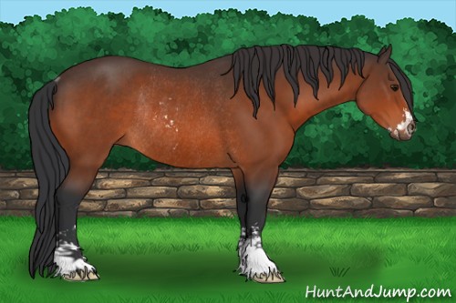 Horse Color:Bay Sabino Rabicano