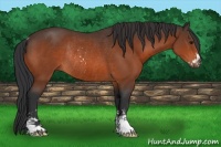 Horse Color:Bay Sabino Rabicano 