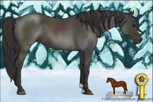 Horse Color:Smoky Blue Roan 