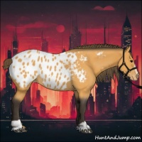 Horse Color:Buckskin Sabino Appaloosa Rabicano 