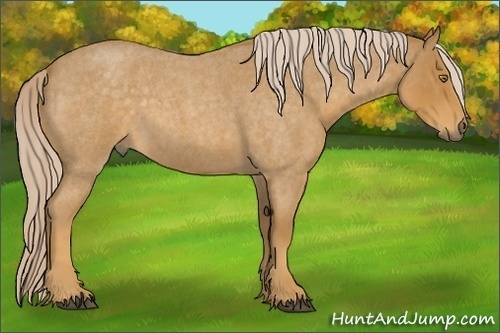Horse Color:Palomino Roan 