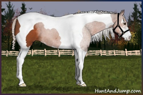 Horse Color:Silver Bay Sabino Tobiano 