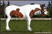 Horse Color:Brown Sabino Tobiano 