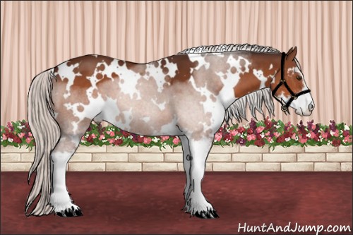 Horse Color:White Spotted Silver Brown Sabino 