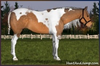 Horse Color:Silver Buckskin Tobiano 
