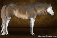 Horse Color:White Spotted Chocolate Palomino Splash 