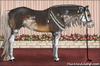 Horse Color:Silver Smoky Black Sabino 