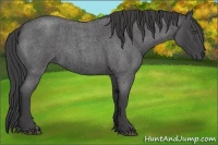 Horse Color:Smoky Blue Roan 