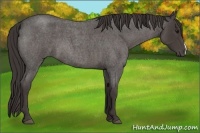 Horse Color:Smoky Blue Roan 
