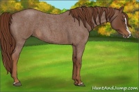 Horse Color:Red Roan Splash 
