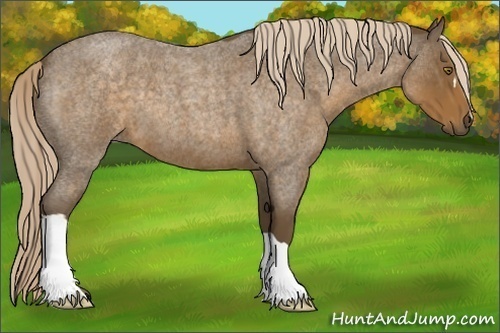 Horse Color:Chocolate Palomino Roan 