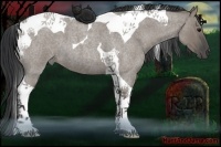 Horse Color:Grullo Roan Tobiano