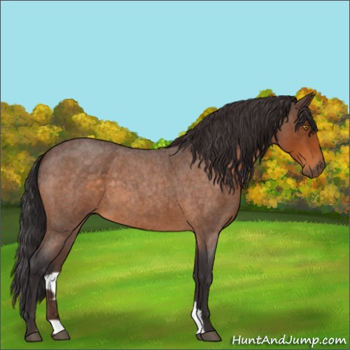 Horse Color:Buckskin Roan