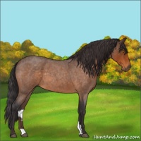 Horse Color:Buckskin Roan