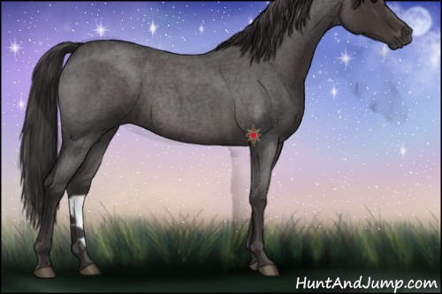 Horse Color:Smoky Blue Roan 
