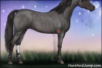 Horse Color:Smoky Blue Roan 