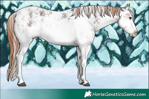 Horse Color:White Spotted Liver Chestnut Sabino 