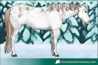 Horse Color:White Spotted Liver Chestnut Sabino