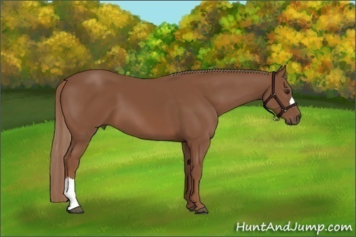 Horse Color:Chestnut 