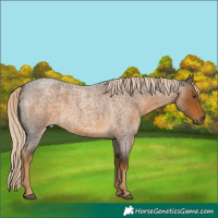 Horse Color:Chocolate Palomino Roan
