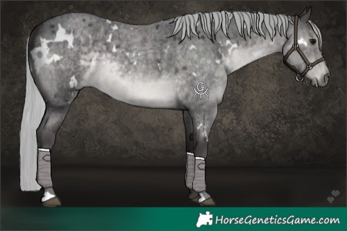 Horse Color:Platinum White Spotted Silver Smoky Blue Roan Rabicano 