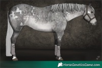 Horse Color:Platinum White Spotted Silver Smoky Blue Roan Rabicano