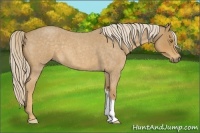 Horse Color:Palomino Roan 