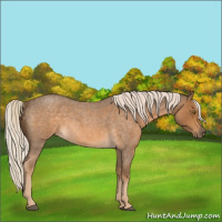 Horse Color:Chocolate Palomino Roan 