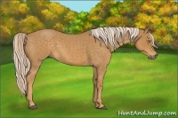Horse Color:Palomino Roan 
