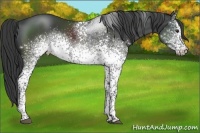 Horse Color:White Spotted Black Tobiano 