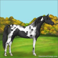 Horse Color:Black Tobiano 