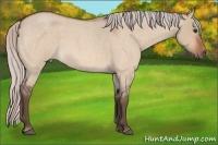 Horse Color:Silver Bay Roan Dun 