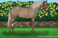 Horse Color:Chocolate Palomino Roan 