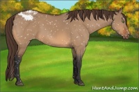 Horse Color:Bay Dun Appaloosa 