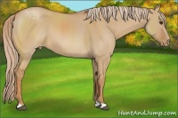 Horse Color:Red Dun Appaloosa 