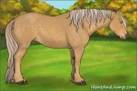 Horse Color:Palomino Roan 