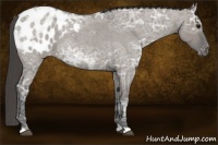 Horse Color:Grullo Ice Roan Appaloosa 