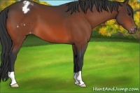 Horse Color:Bay Appaloosa 