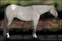 Horse Color:Grullo Roan Sabino Appaloosa 