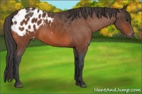 Horse Color:Bay Blanket 
