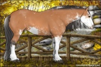 Horse Color:Bay Sabino 