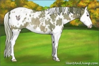 Horse Color:Watercolor White Spotted Chestnut Splash Appaloosa Rabicano 
