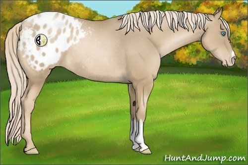 Horse Color:Chocolate Palomino Pearl Appaloosa Rabicano 