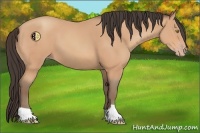 Horse Color:Amber Champagne 