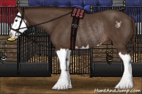Horse Color:Liver Chestnut Splash Rabicano