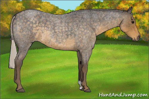 Horse Color:Silver Smoky Blue Roan