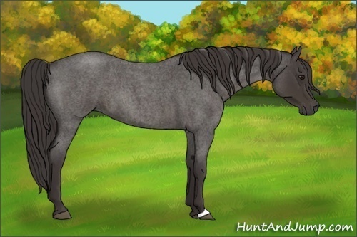 Horse Color:Smoky Blue Roan 