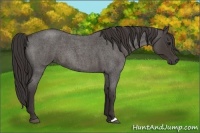 Horse Color:Smoky Blue Roan